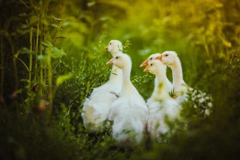 Five young goose together sit in the grass Stock Photos