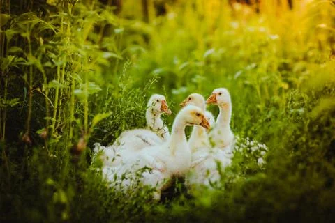 Five young goose together sit in the grass Stock Photos
