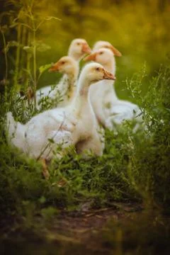 Five young goose together sit in the grass Stock Photos