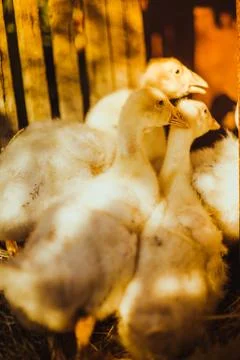 Five young goose together sit on the grass Stock Photos
