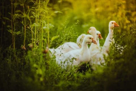 Five young goose together sit in the grass Stock Photos