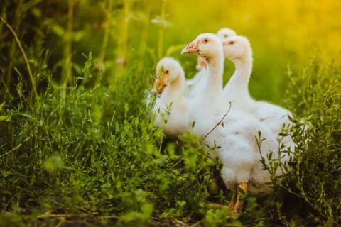 Five young goose together sit in the grass Stock Photos