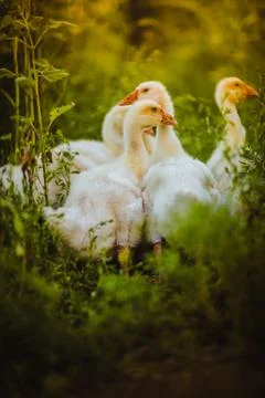 Five young goose together sit in the grass Stock Photos