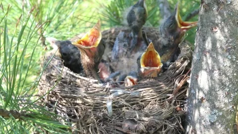 Five young hungry chicks in a bird's nest of branches Stock-Footage 161377475