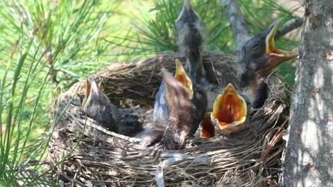 Five young hungry chicks in a bird's nest of branches Video stock 161377480