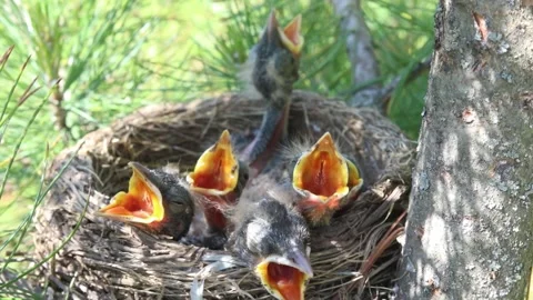 Five young hungry chicks in a bird's nest of branches Stock-Footage 161377485