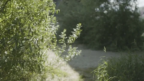 Five Young Musicians Walking Among the Bushes Stock Footage 81511989