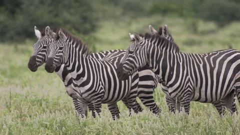 Five Zebras standing and cuddling Stock Footage 77970146