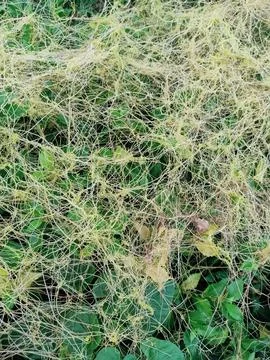 Fiveangled Dodder Plant Stock-Fotos
