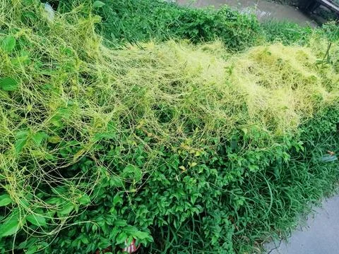 Fiveangled Dodder Plant Stock Photos