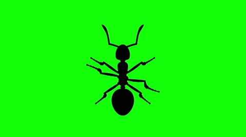 Fixed Ant on green screen, CG animated silhouette, looping Stockbeeldmateriaal 64996749