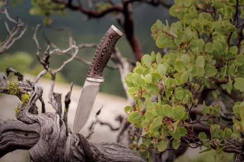 Fixed Blade Knife Stuck in the Trunk of a Manzanita Tree Stock Photos