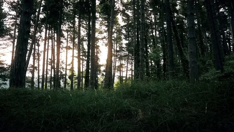 Fixed camera in the forest Stock Footage 98125927