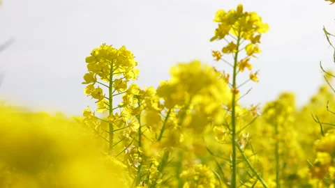 Fixed camera shot of bright yellow field of rape blossoms. Stock Footage 146716042