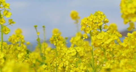 Fixed camera shot of bright yellow field of Canola blossoms. Stock Footage 146825161