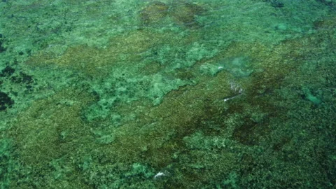 A Fixed Drone Shot Over the Reef Stock Footage 201233200