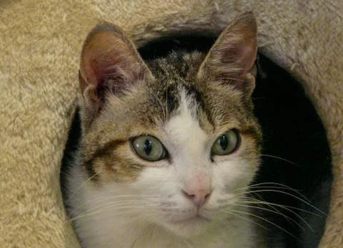 Fixed-eyed cat Stock Photos