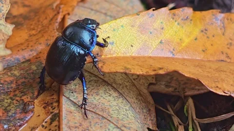 Fixed Horizontal Macro of Forest Dung Beetle Standing on Autumn Leaf Stock Footage 319053786