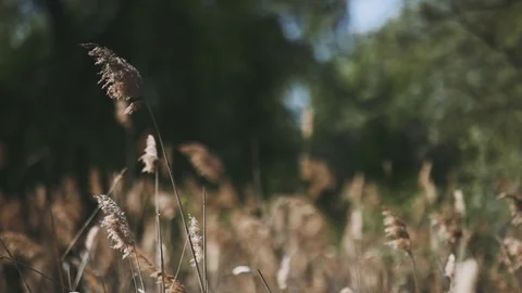 Fixed perspective view from the ordinary and common reed shoots above some Stock Footage 106903107