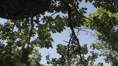 Fixed plan of water reflecting on tree leaves Stock-Footage 131510560