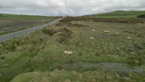 Fixed rotation around lambs in field 스톡 동영상 155765035