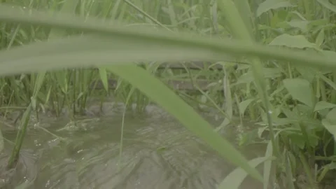 Fixed shooting of rice seedlings. Stock Footage 251629844