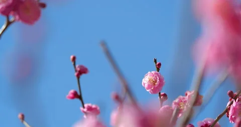 Fixed shooting slow motion picture of pink plum blossoms. Stock Footage 168336716
