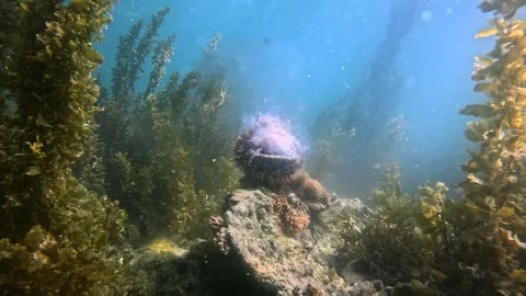 Fixed shot capturing a sea urchin releasing gametes, either sperm or eggs, u Stock Footage 277093305