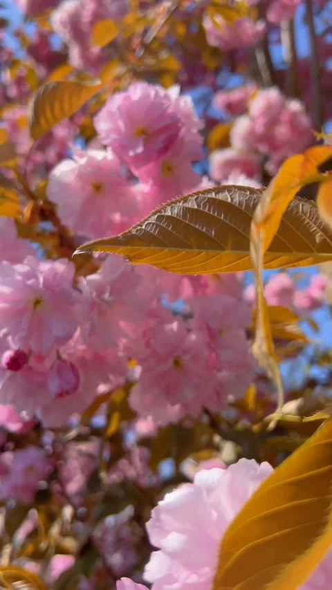 Fixed shot of double cherry blossoms in full bloom 스톡 동영상 332710125