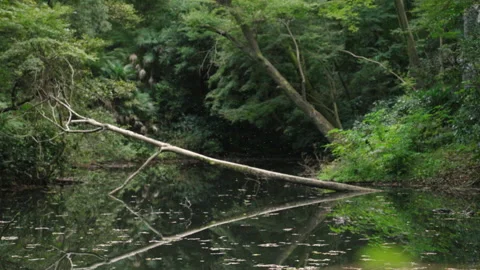 A fixed shot of a fallen tree and mosquitos flying over a pond in Japan Stock Footage 146108446
