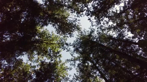 Fixed Shot Looking Up at Tall Cedar Trees in a Sunny Spring Forest Stock Footage 334370333