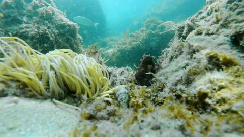 Fixed shot of an octopus sleeping Stock-Footage 318147375