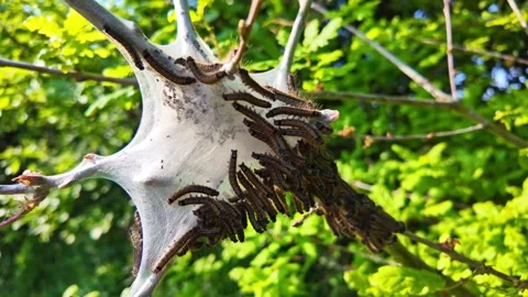 Fixed Shot of Processionary Caterpillar Nest - France Stock Footage 309189287