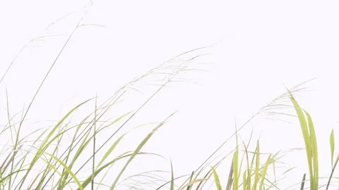 Fixed shot of scattered silvergrass swaying slowly in sunlight under strong.. Stock-Footage 342925506