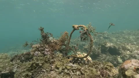A fixed shot shows a piece of rope waste entangled on a coral block Stock Footage 314138128