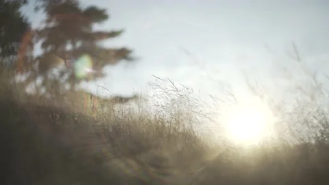 Fixed shot of sun through grass and plants Stock Footage 131510908
