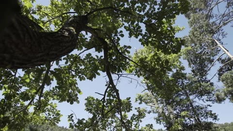 Fixed shot of water reflecting on tree leaves Video stock 131510686