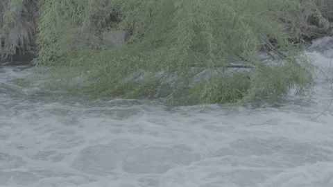 Fixed Tripod Shot of Willow Tree Leaves Moving with River Current, Tulahuen, Stock Footage 317646648