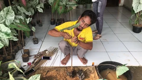 Fixing Caladium Plant Stock Footage 147044368