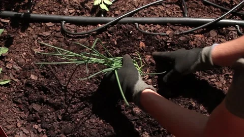 Fixing the ground around newly planted chives Stock Footage 162950220