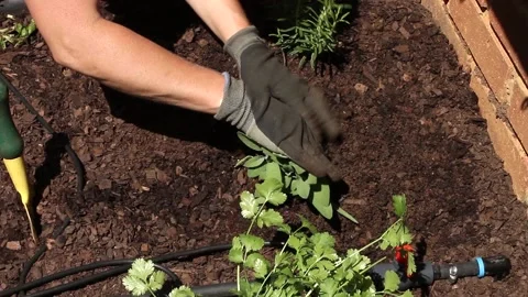 Fixing the ground around newly planted sage Stock Footage 162951282