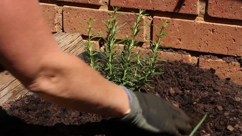 Fixing the soil around newly planted rosemary Stock Footage 162950707