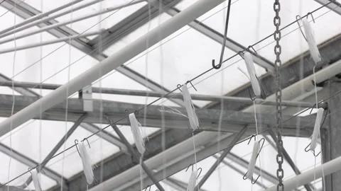Fixing tomato bushes on vertical trellis in an industrial greenhouse Video stock 124625316