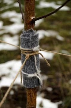 Fixing the trunk of a young tree during planting. Foto stock