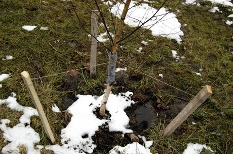 Fixing the trunk of a young tree during planting. 3 Stock Photos