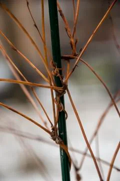 Fixing the trunk of a young tree during planting. Foto stock