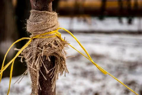 Fixing the trunk of a young tree during planting. Foto stock