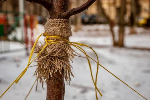 Fixing the trunk of a young tree during planting. Stock-Fotos