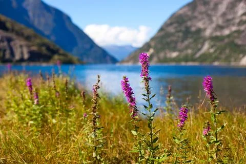 Fjord landscape Stock Photos