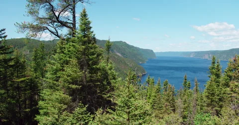 Fjord view from the forest mountain in bright sunny day / Pan left Vídeo Stock 130974378